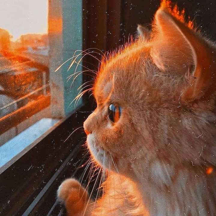 miyav