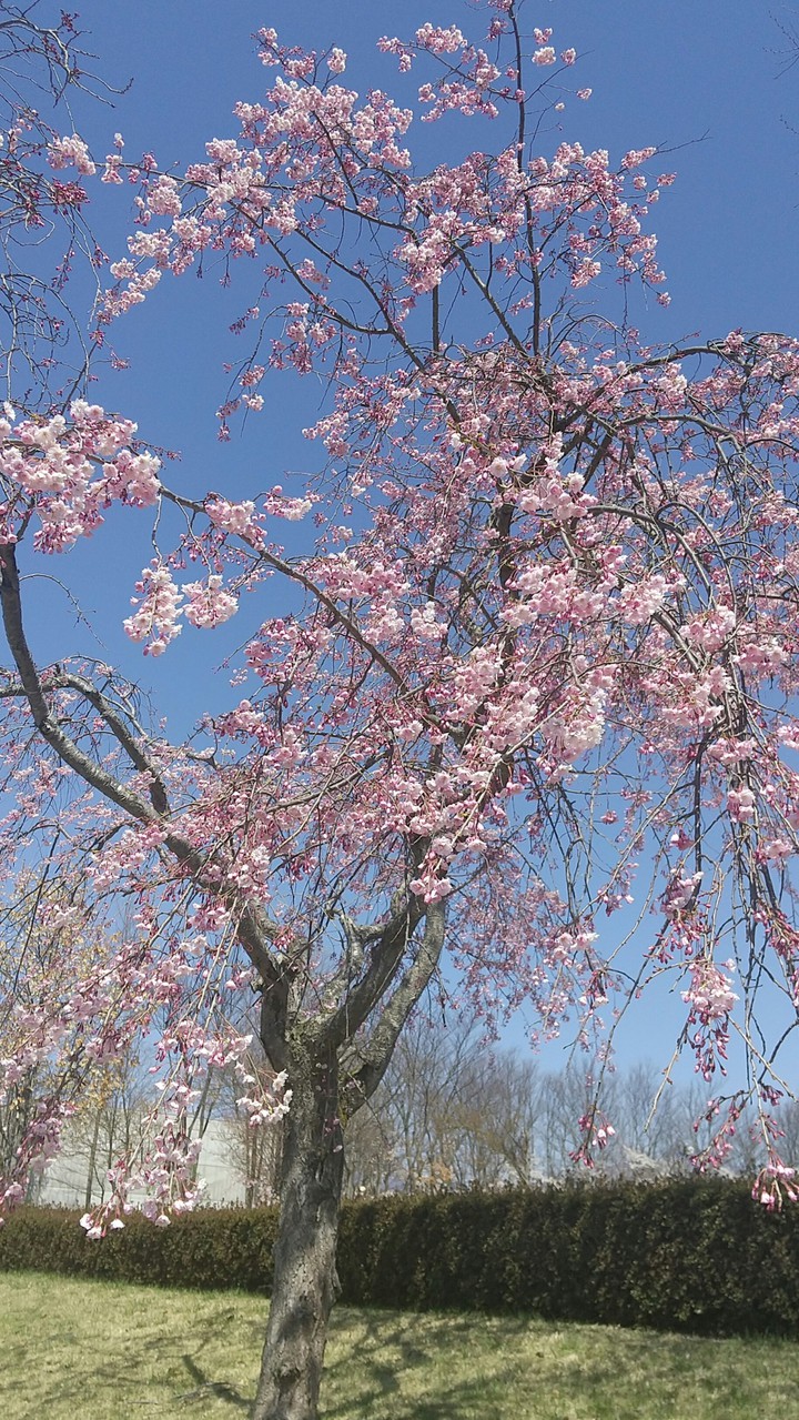 青い空と桜