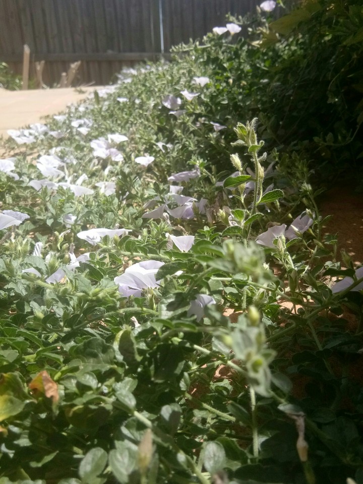 flower walk