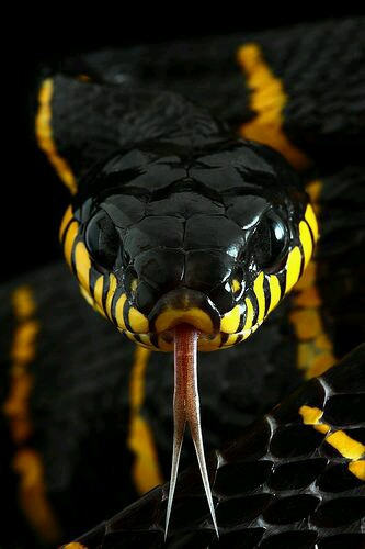viper