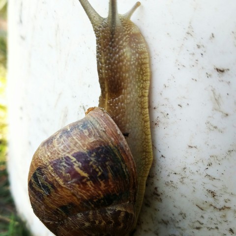 Caracol