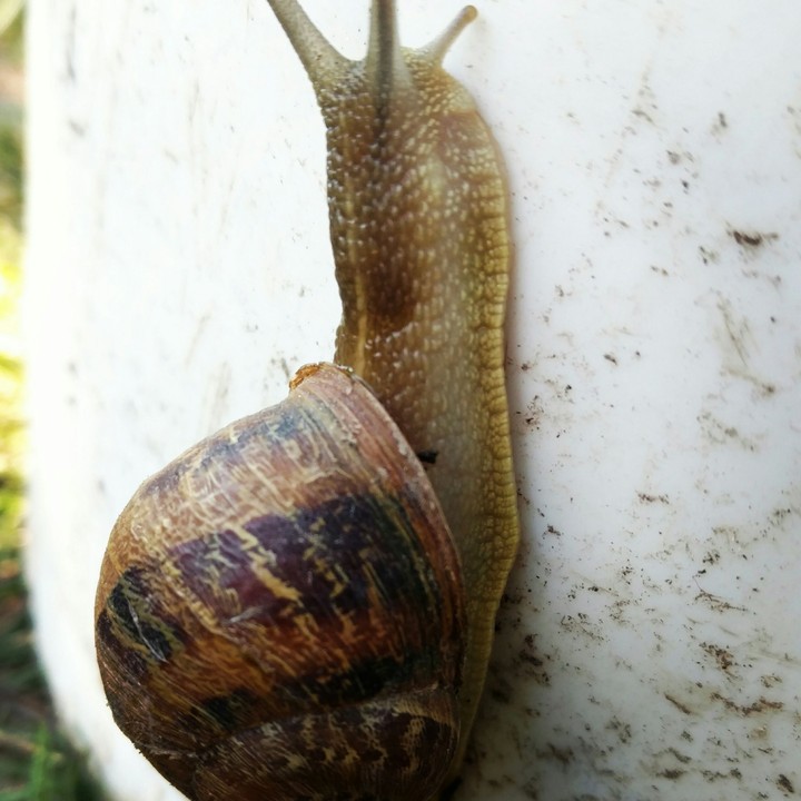 Caracol