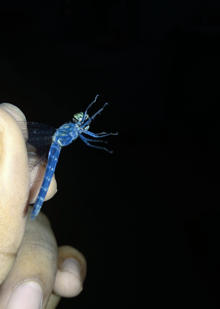 Dragonflies #2