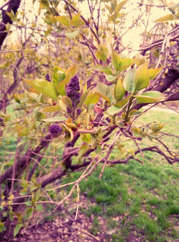 Spring flowers