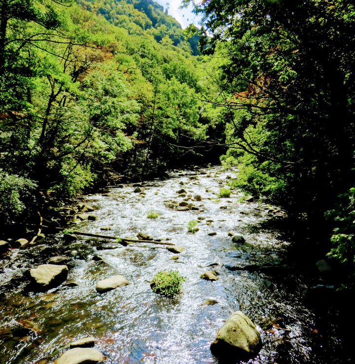 Gebirgsbach, Thale