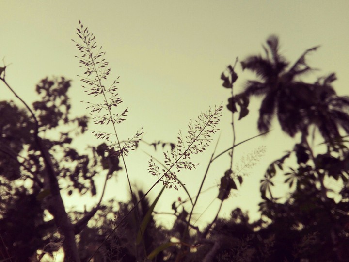 Photographed by Raveesha.S