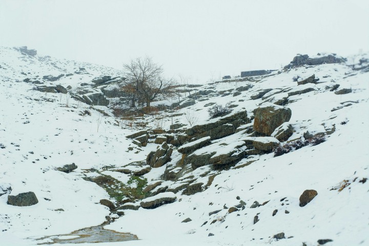 white nature