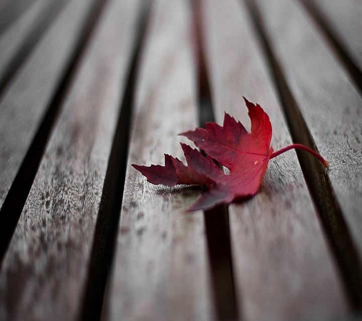 red leaf