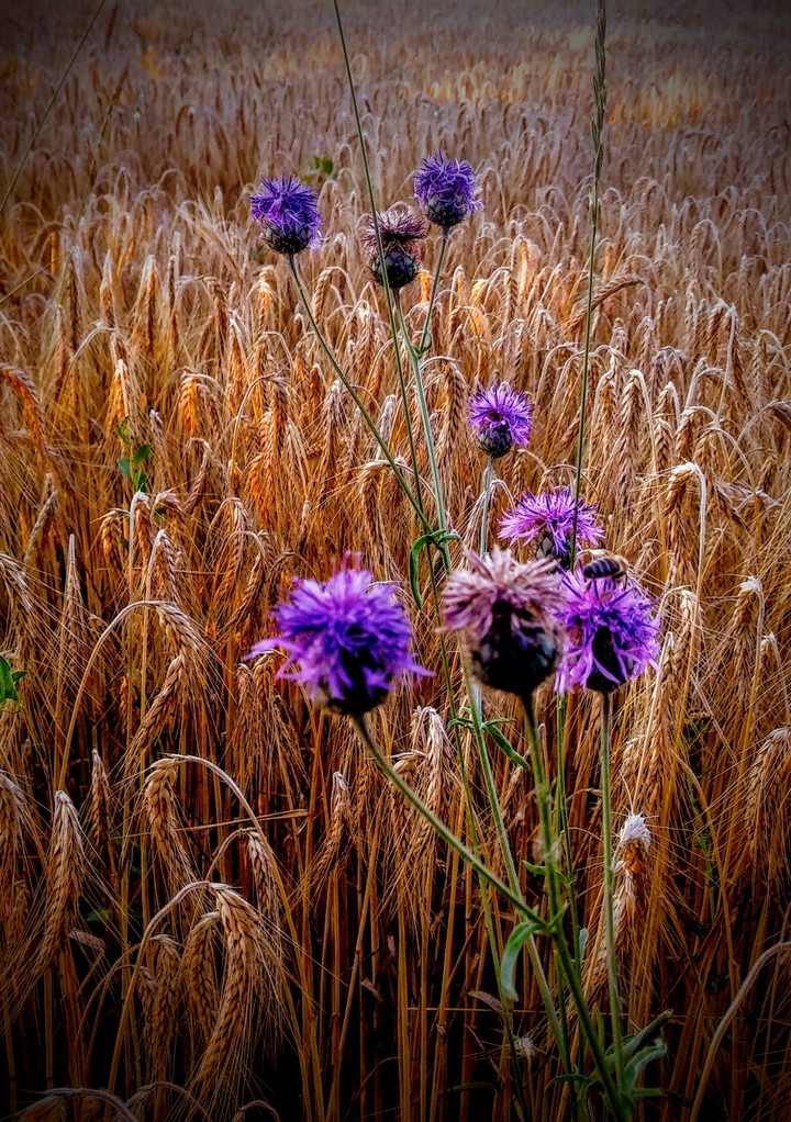 Amazing power of flower.
