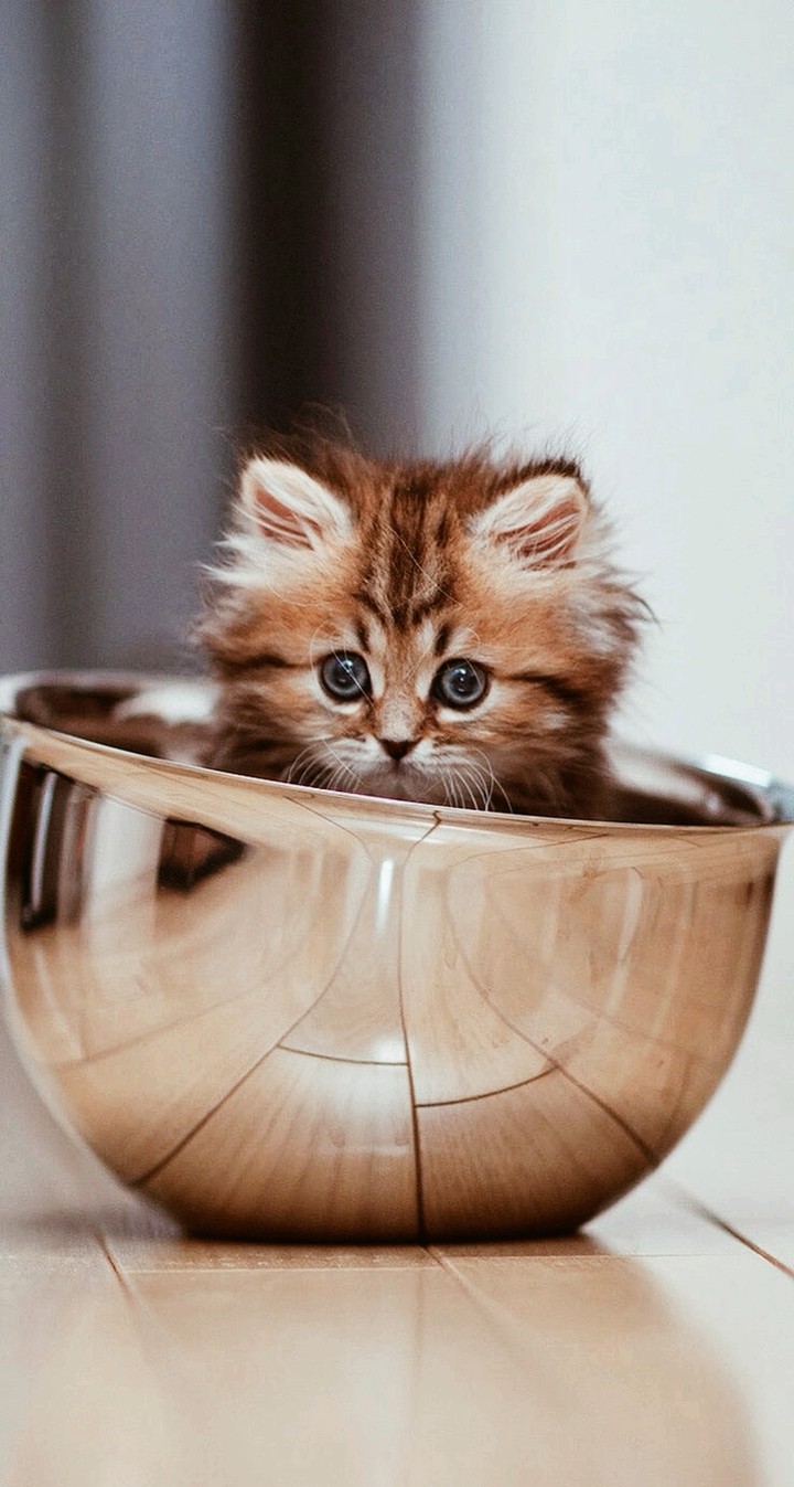 kitty