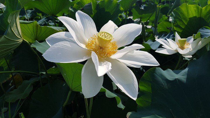 연꽃