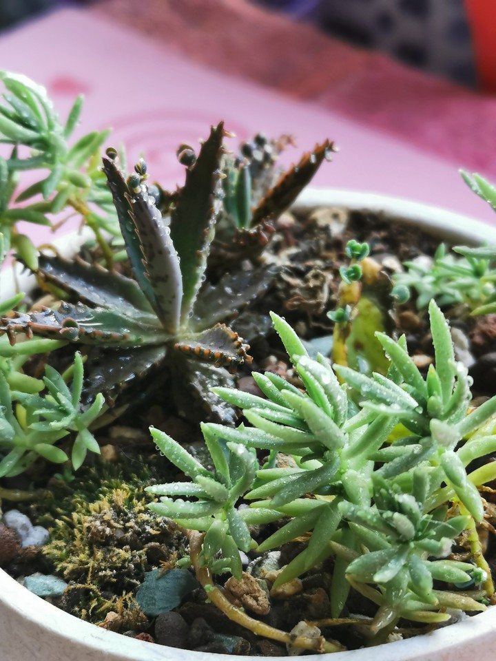 Littie Garden