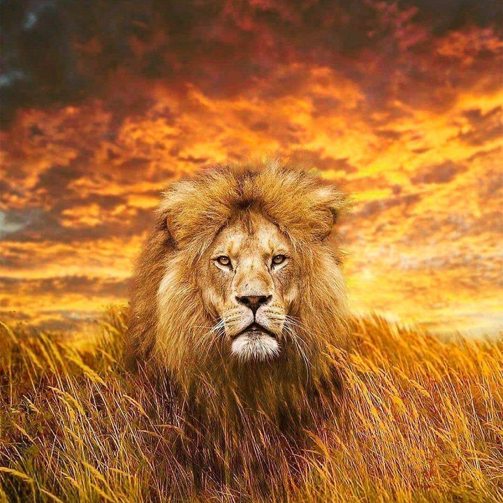 König