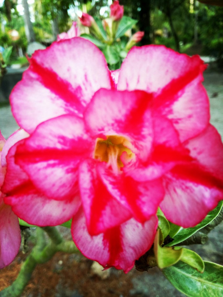 floewr pink