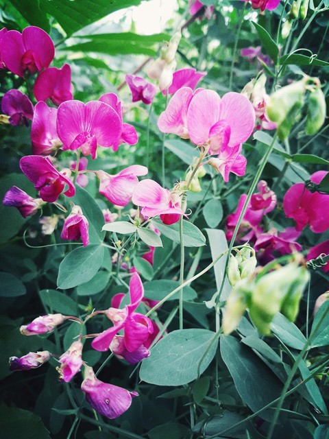 flowers