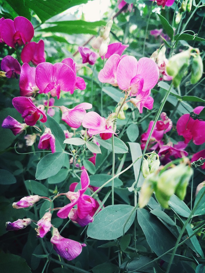 flowers