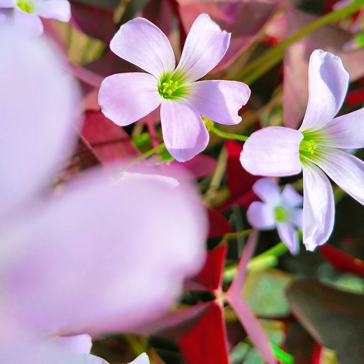 beauty flowers