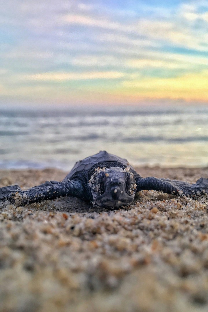 turtle