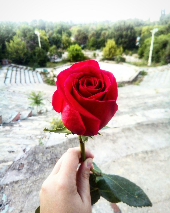 Red rose