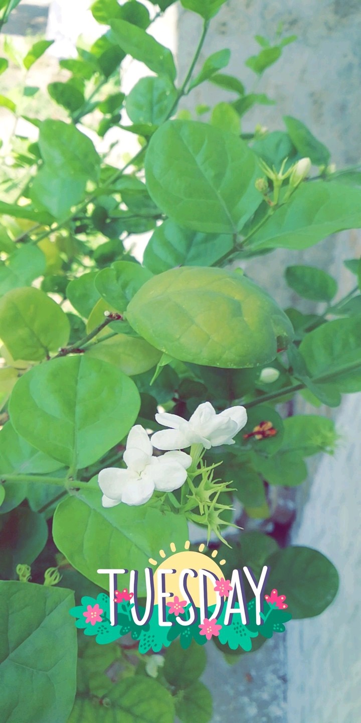 Motia Ka Phool