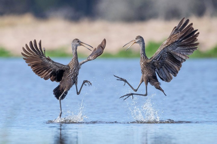 birds