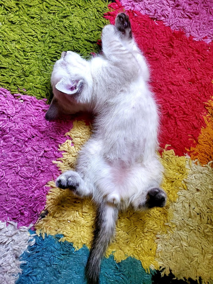 котенок