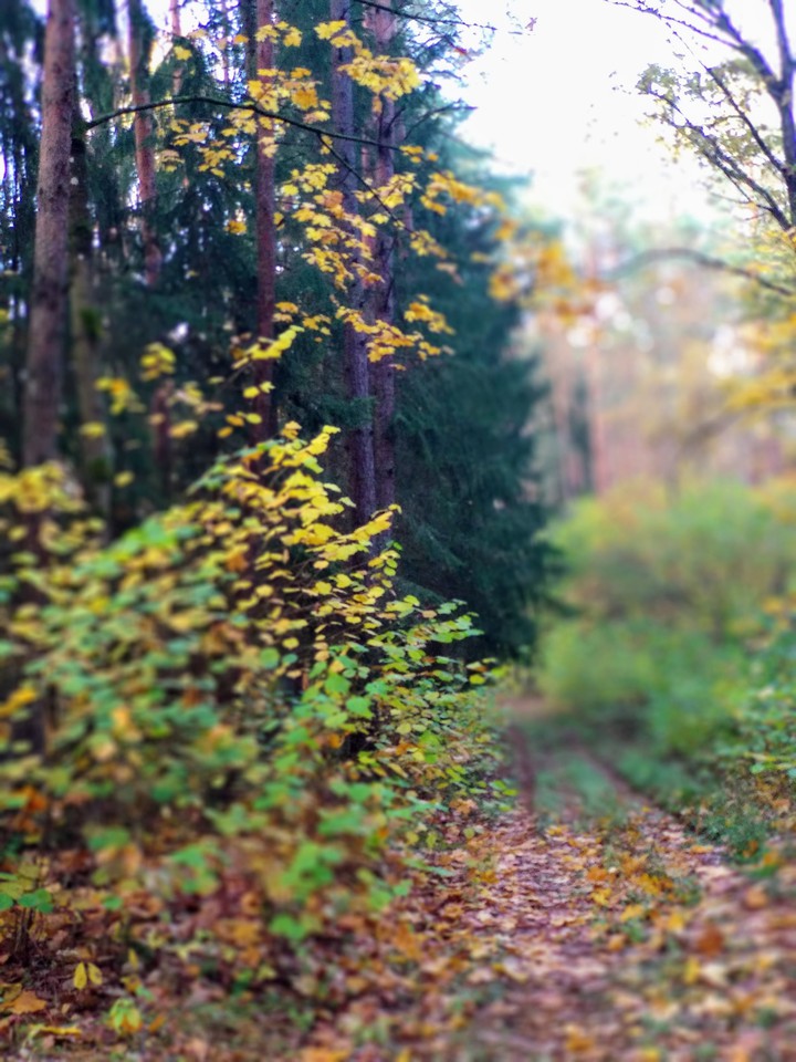 forest