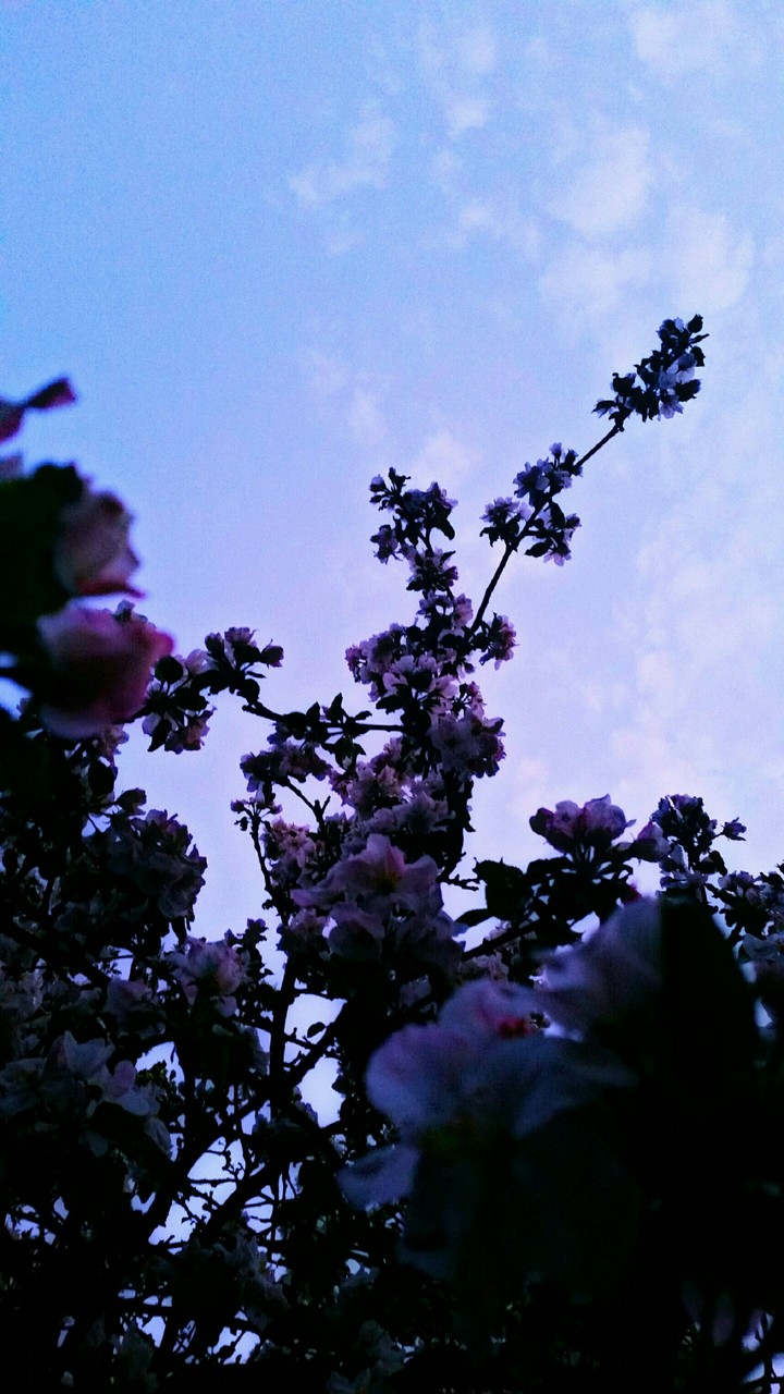 Apple blossoms