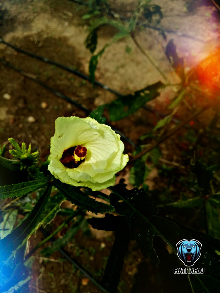 if you know which flower is this then hit like button