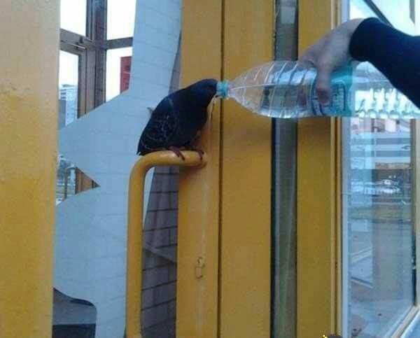 Bird