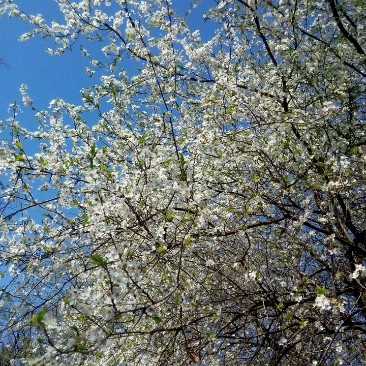 spring
