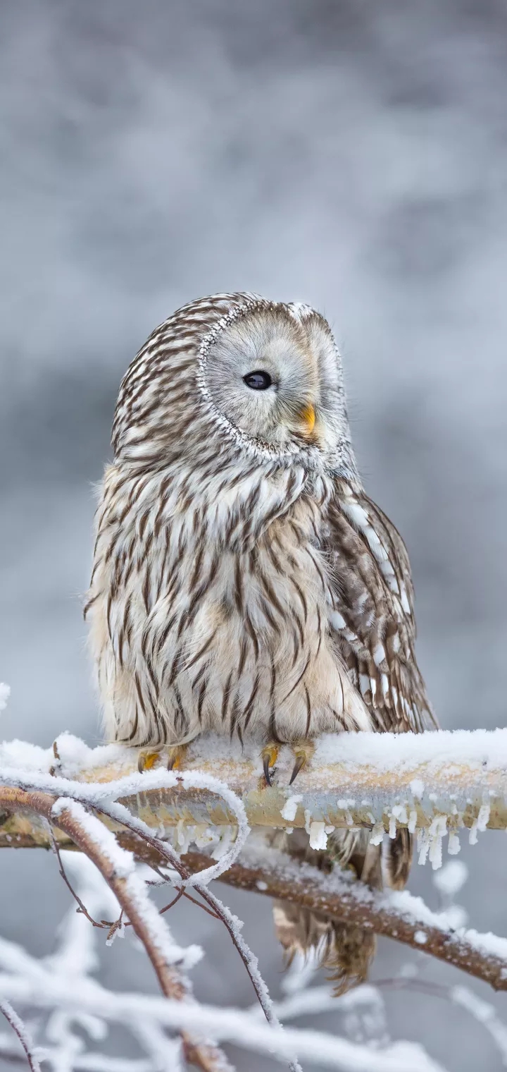 smashing owl