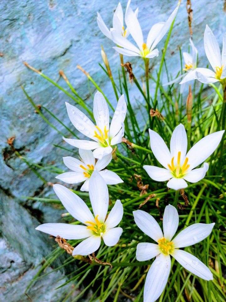 flowers