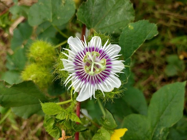 flower