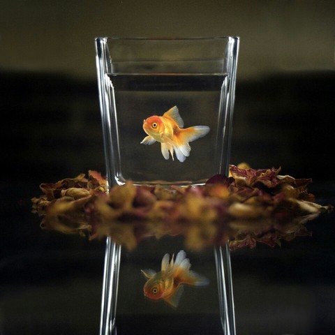 acuario