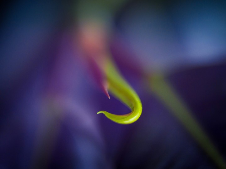 Leaf macro