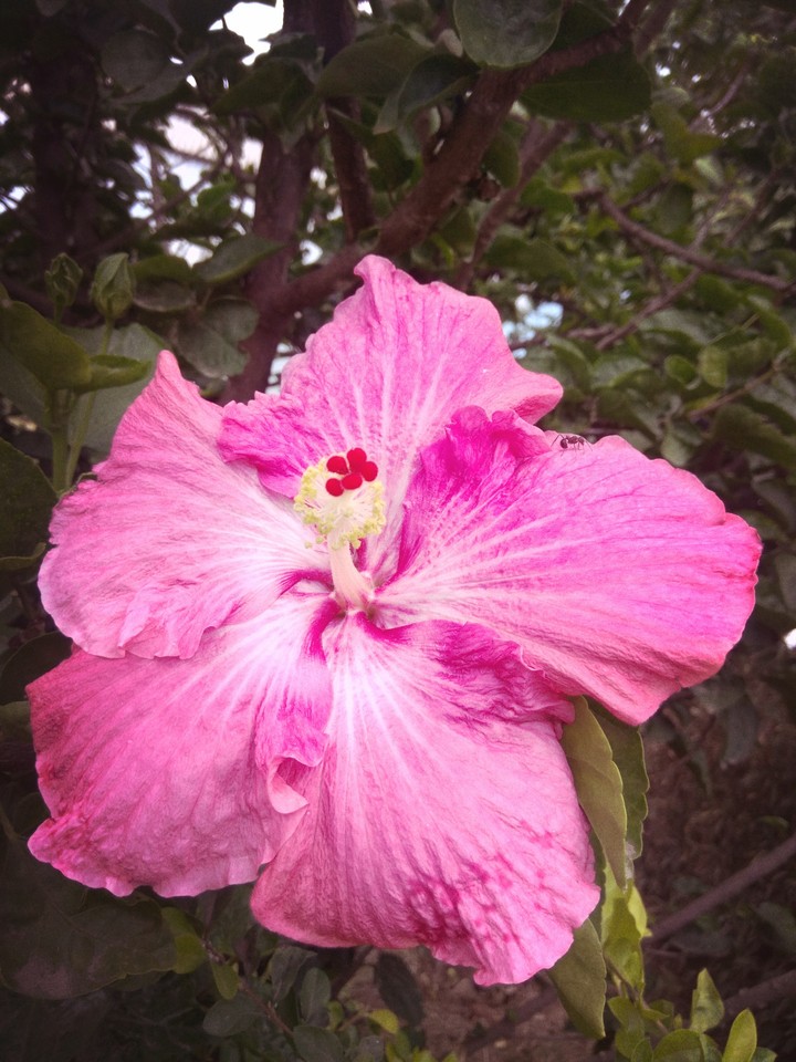 pink
