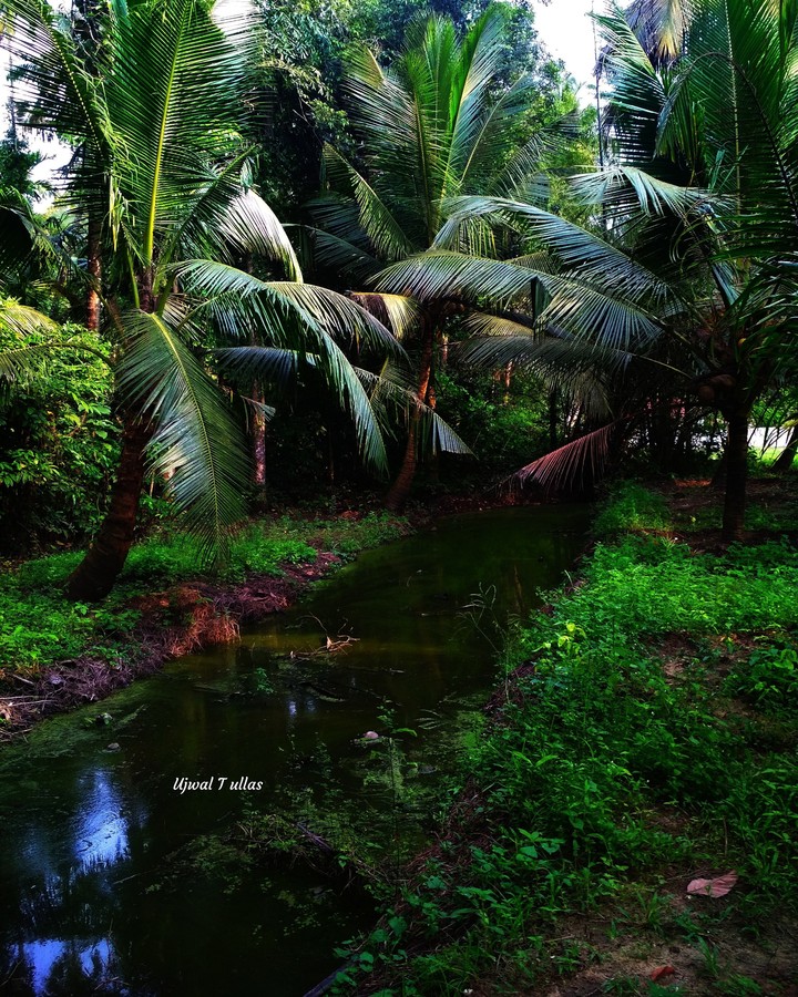 nature