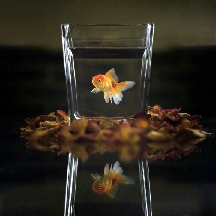 acuario