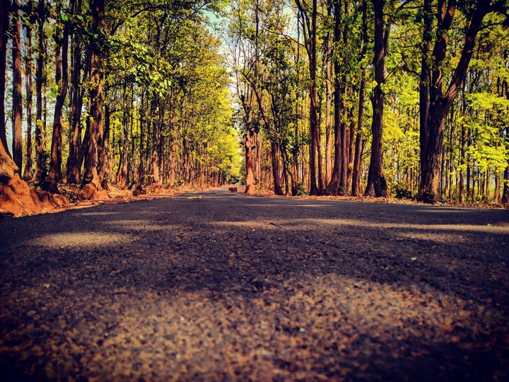 forest