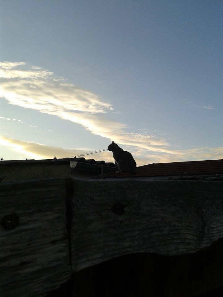 my beautiful cat