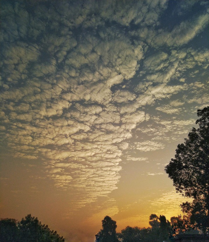 #sky #tree #sunlight