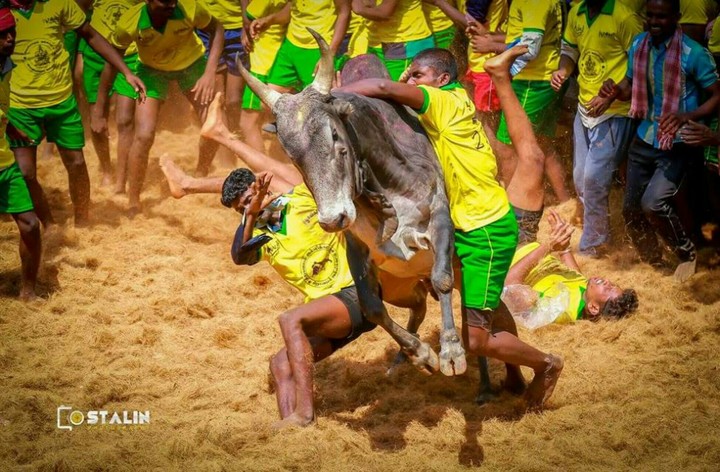 jallikattu