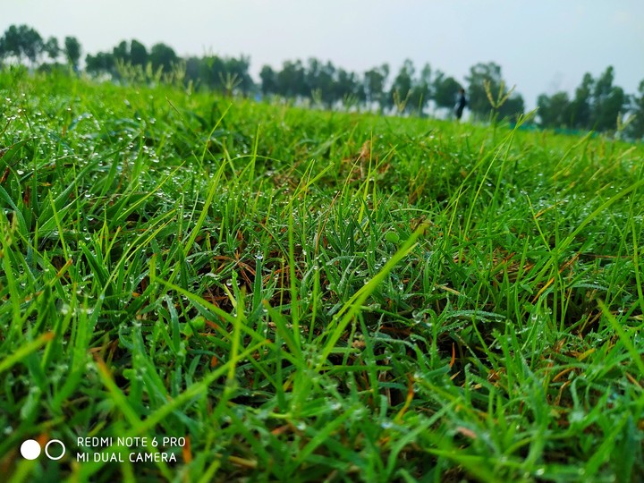 Green Dew