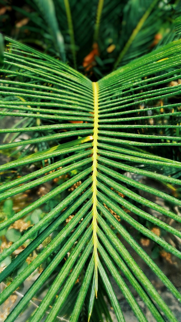 Green leaf