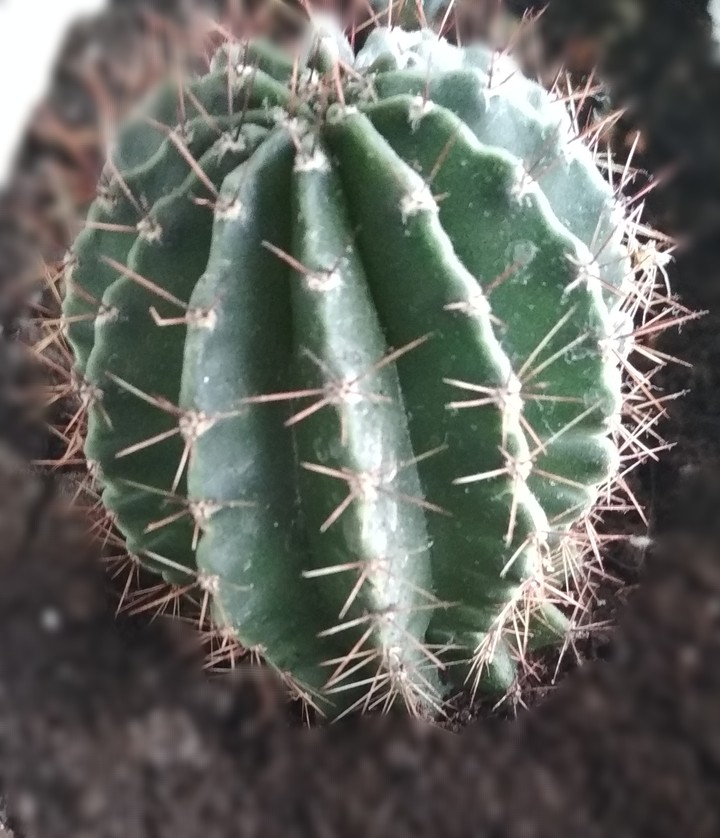 cactus