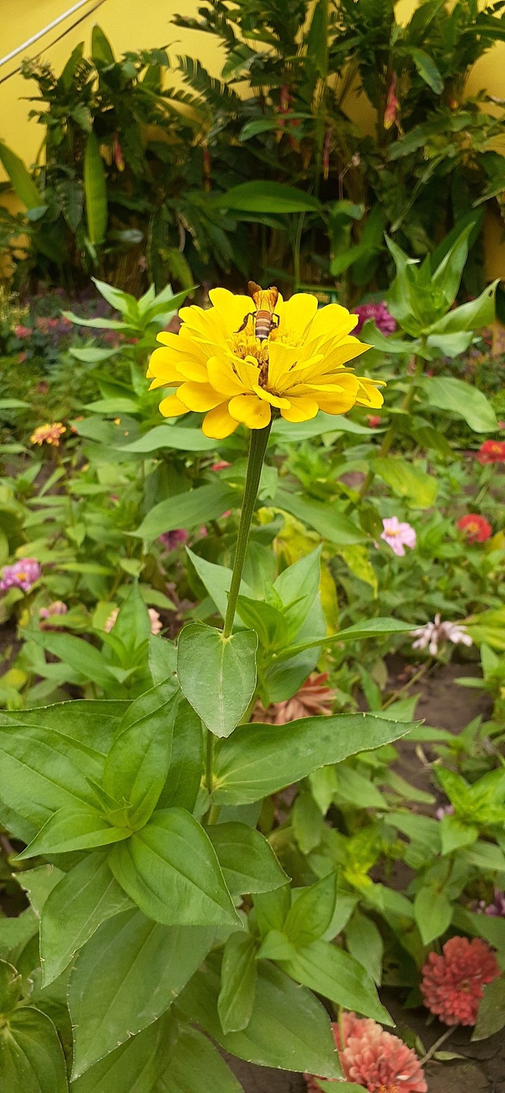 the natural beauti