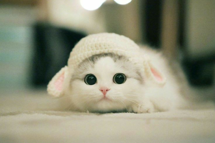 little cutie