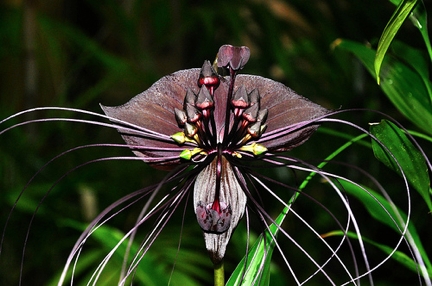 flores exóticas del mundo