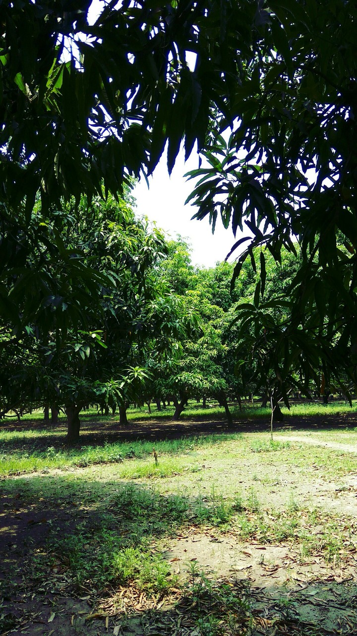 Nature